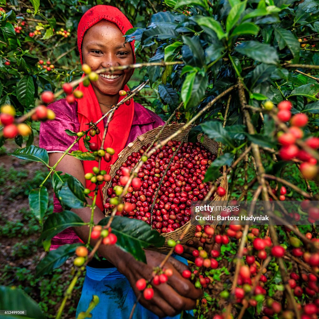 Young African woman collecting coffee cherries, East Africa