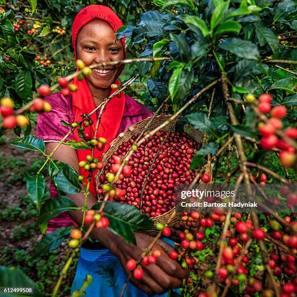 jovem africana coletando cerejas de café, áfrica oriental - ethiopian food - fotografias e filmes do acervo