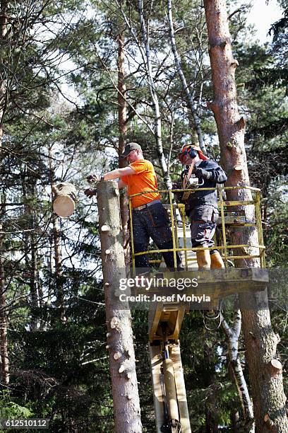 two lumberjacks cut down a tree on the platform - josef mohyla stock pictures, royalty-free photos & images