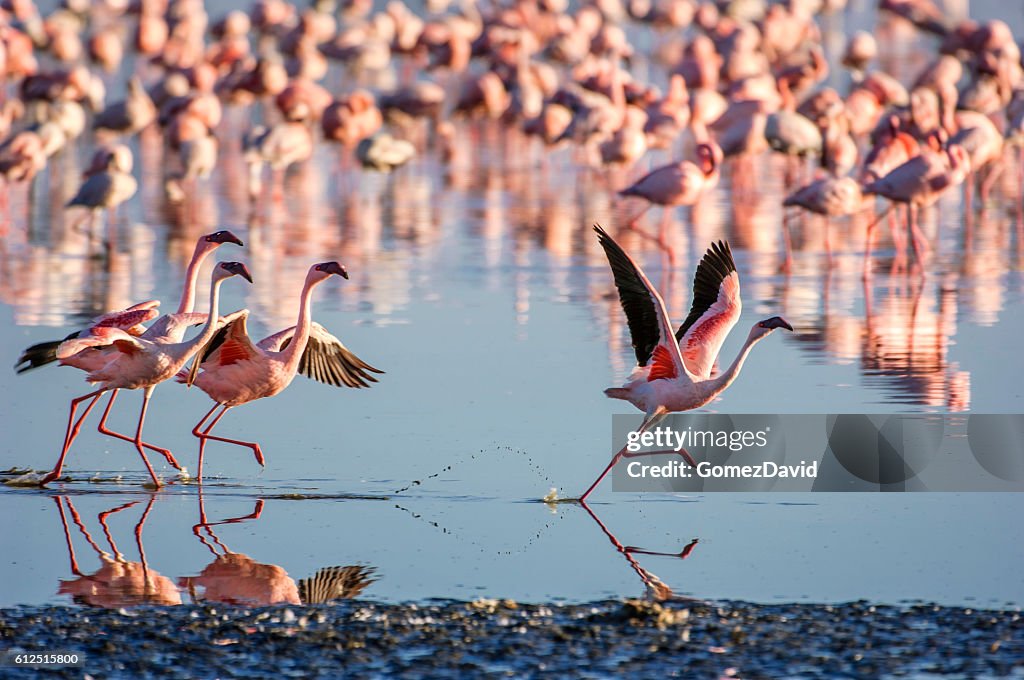 Flock of Wild Lesser Flamingos On Lake Nakuru