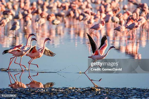 flock of wild lesser flamingos on lake nakuru - lesser flamingo stock pictures, royalty-free photos & images