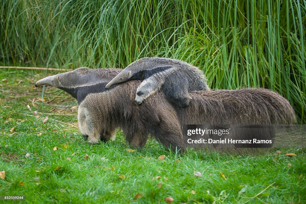 Baby Giant Anteater with her mother. Myrmecophaga tridactyla