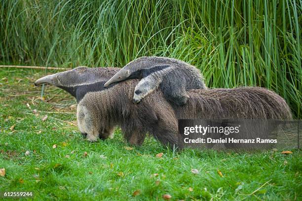 baby giant anteater with her mother. myrmecophaga tridactyla - giant anteater stock pictures, royalty-free photos & images