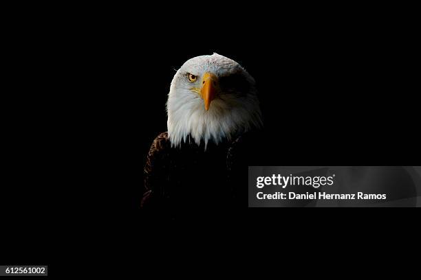 bald eagle headshot detail with black background. haliaeetus leucocephalus - eagle eye stock pictures, royalty-free photos & images