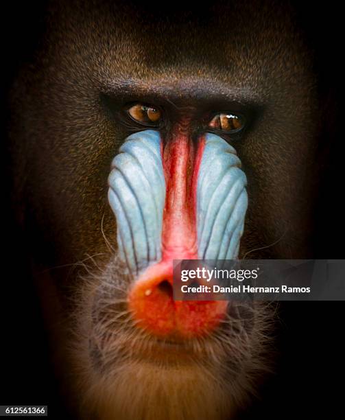 mandrill head close up. mandrillus sphinx - mandrillo foto e immagini stock