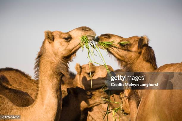 camels at the national camel research centre, jorbeer, bikaner, rajasthan, india - bikaner stock pictures, royalty-free photos & images