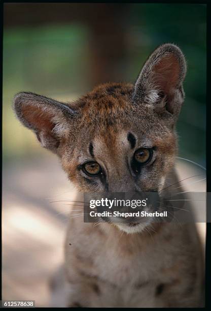 Puma In Texas Texas Mountain Lion Photos and Premium High Res Pictures - Getty Images