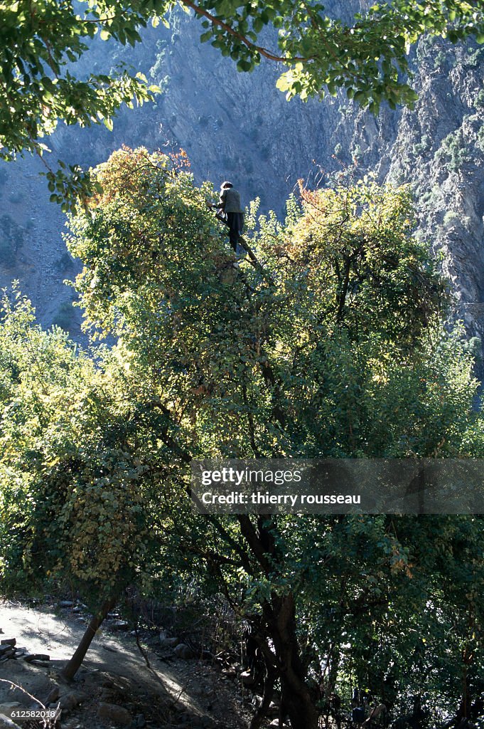 Kalash Wine Production