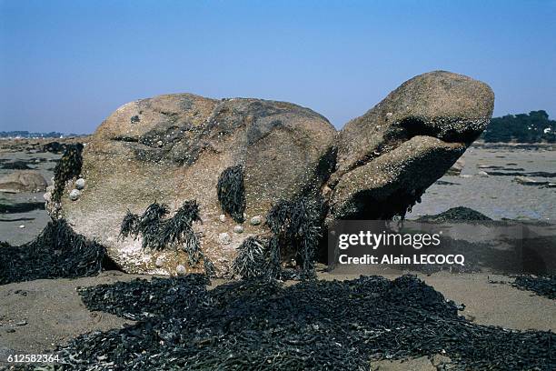Turtle Shell Shaped Rocks 125 Turtle Shaped Stock Photos, High-Res Pictures, and Images - Getty ...