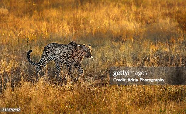 leopard (panthera pardus) at sunset - adria tour stock pictures, royalty-free photos & images