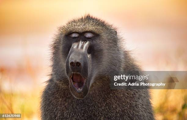 olive baboon yawning - adria tour stock pictures, royalty-free photos & images