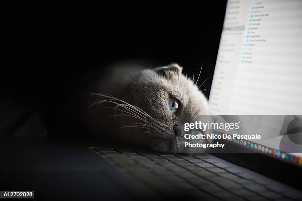 scottish fold relaxing - cat laptop stock pictures, royalty-free photos & images