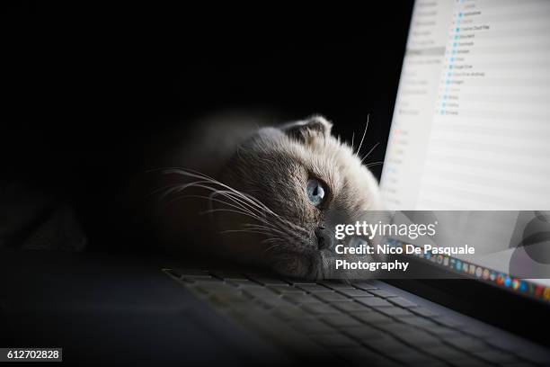 scottish fold relaxing - cats on the bed stock pictures, royalty-free photos & images