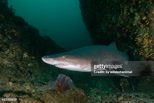 sand tiger shark - requin tigre des sables photos et images de collection