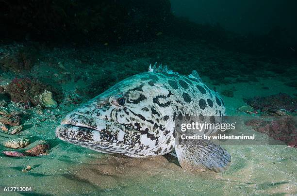 Slipers Cod Fish 148 Cod Fish Swimming Stock Photos, High-Res Pictures, and Images ...