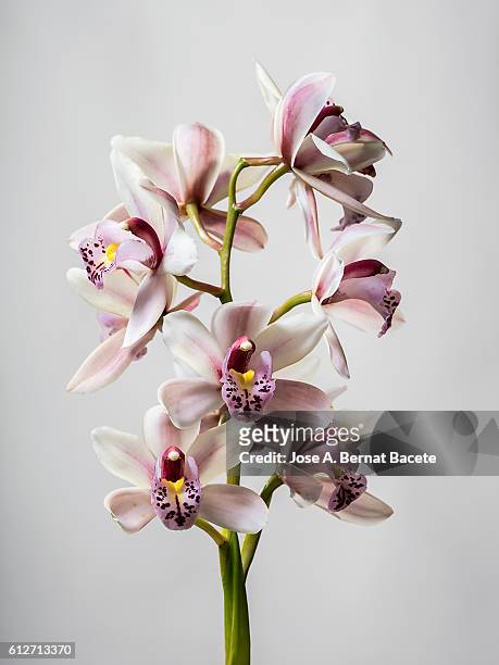 branch of orchids (ophrys cymbidium) on a gray blackground - orkidé bildbanksfoton och bilder