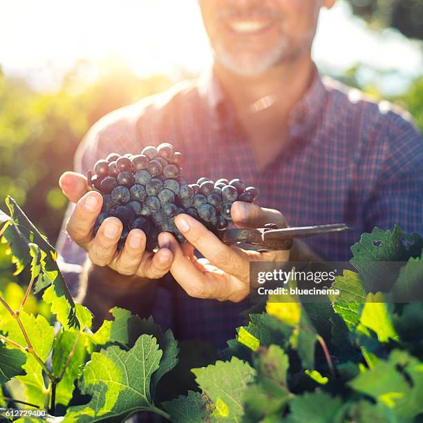 winemaker harvesting grapes - wijnbouw stockfoto's en -beelden