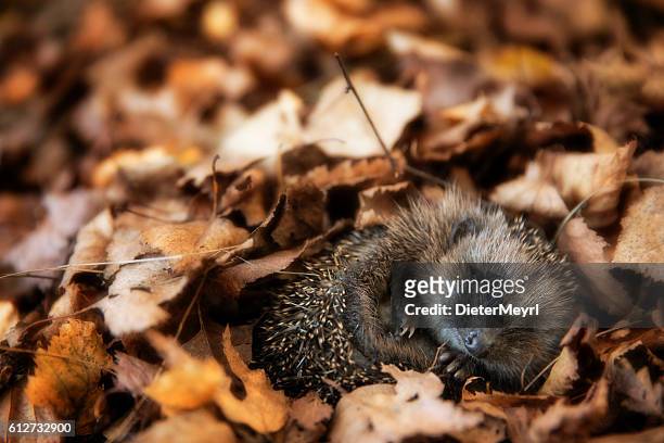 Baby hedgehog is sleeping in autumn leaves