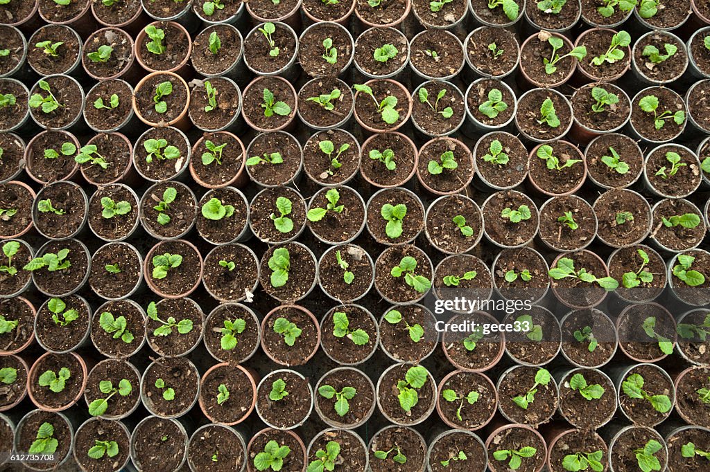 Vue aérienne de la culture de bébés plantes