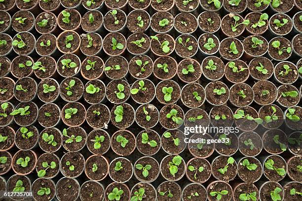 aerial view of growing baby plants - adubo equipamento agrícola imagens e fotografias de stock