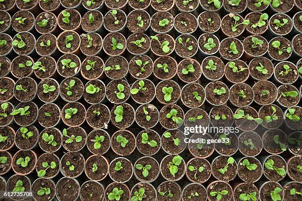 aerial view of growing baby plants - frö bildbanksfoton och bilder