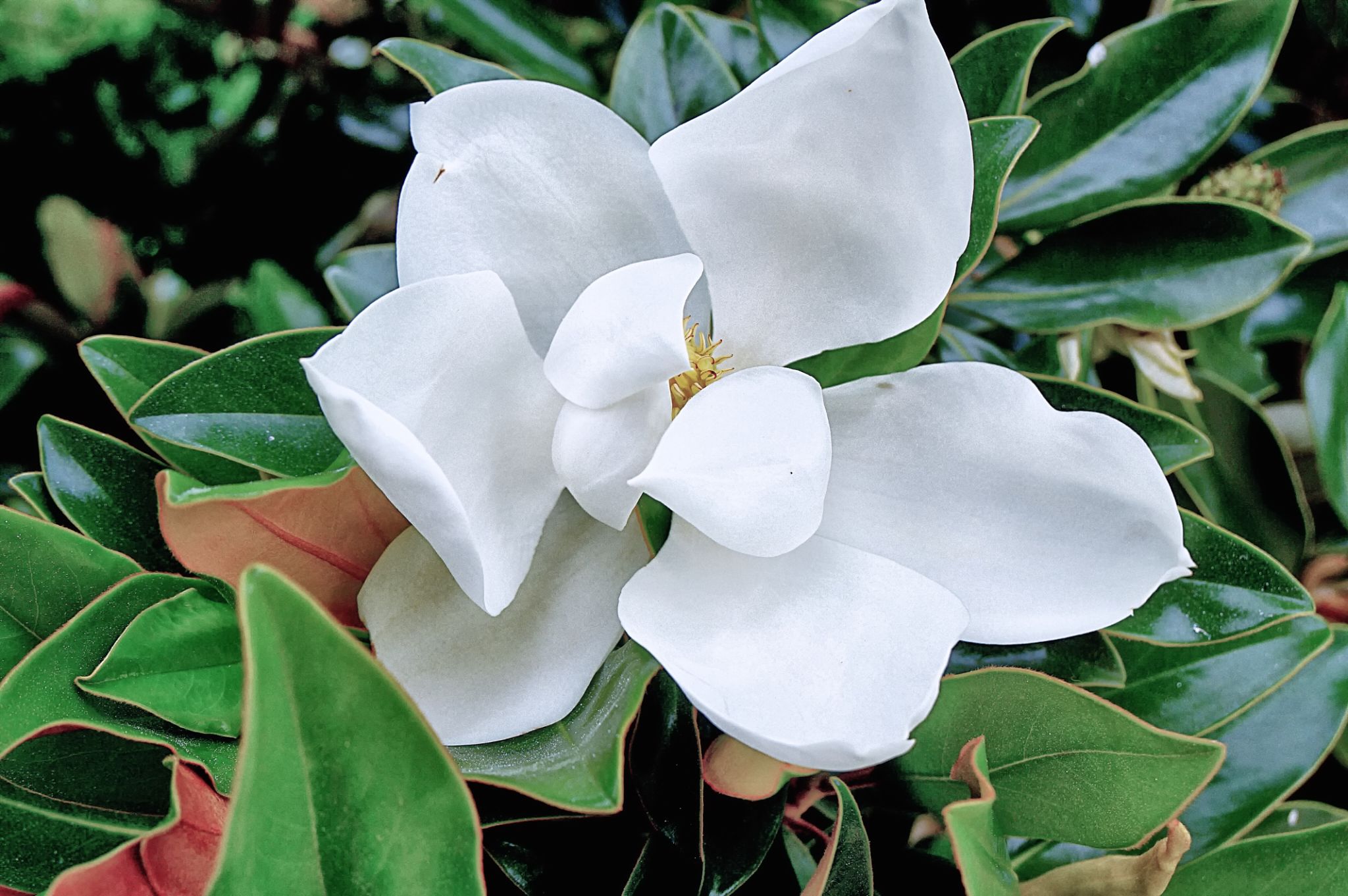 florida magnolia