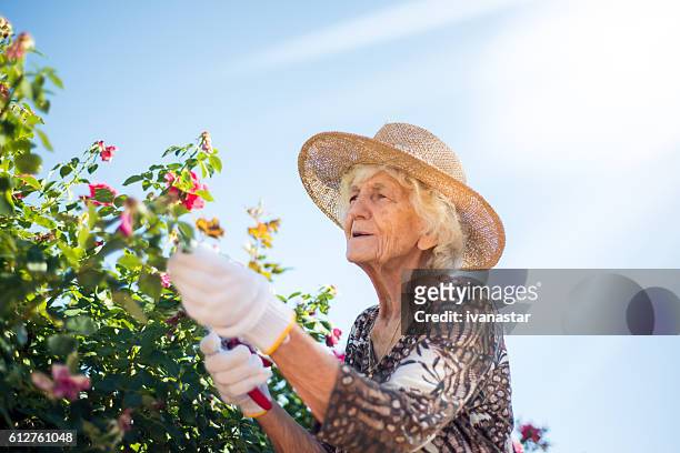 beautiful senior woman in rose garden - white rose garden stock pictures, royalty-free photos & images