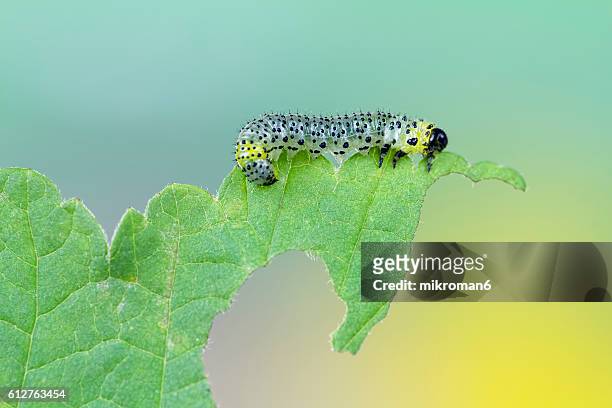 gooseberry sawfly (nematus ribesii) caterpillar feeding on  currant leaf - larva imagens e fotografias de stock