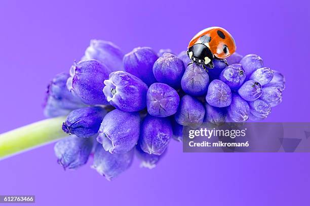 ladybug on muscari (grape hyacinth) flower - muscari - fotografias e filmes do acervo