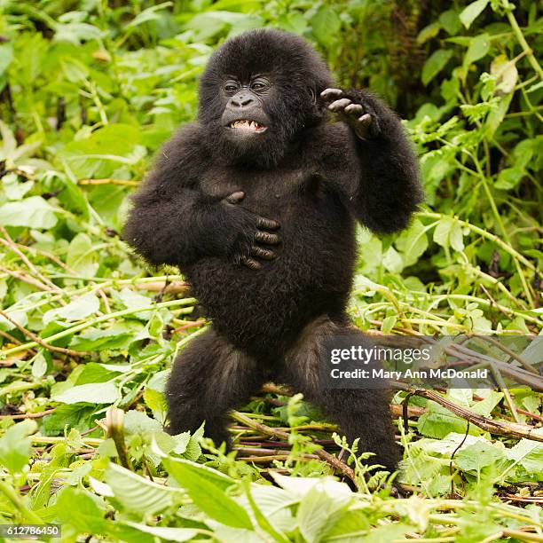 mountain gorilla baby beating chest at day nest in volcanoes national park, rwanda - gorille photos et images de collection