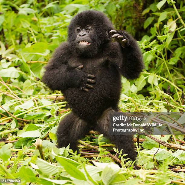 mountain gorilla baby beating chest at day nest in volcanoes national park, rwanda - mountain gorilla stock pictures, royalty-free photos & images