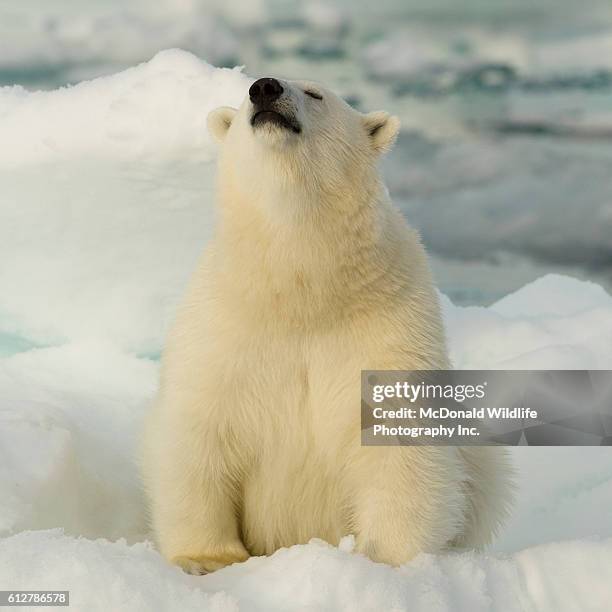 polar bear on ice floe, sniffing the air, svalbard - animal sniffing stockfoto's en -beelden