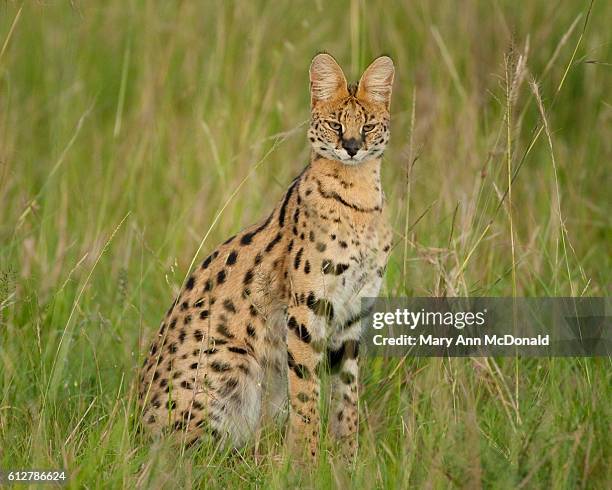 seval hunting in long grass in the masai mara game reserve - serval stock-fotos und bilder