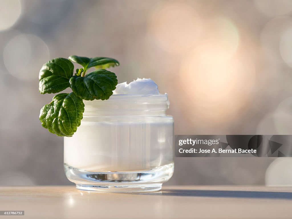 Jar of moisturizing white cream opened, with a few green leaves of plant illuminated with natural light