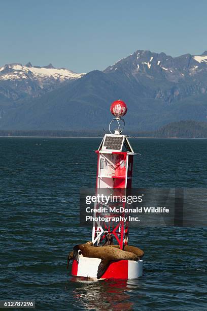 stellar sea lions on channel buoy in pacific near petersburg, alaska - petersburg foto e immagini stock