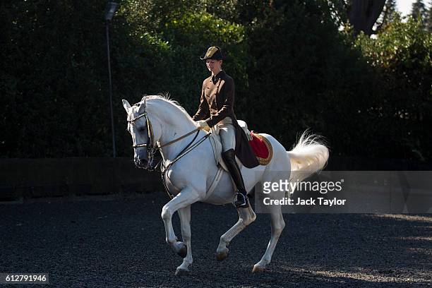 Hannah Zeitlhofer, a rider with the Spanish Riding School of Vienna rides her horse Maestoso Beja I at Dell Park Farm on October 4, 2016 in Egham,...
