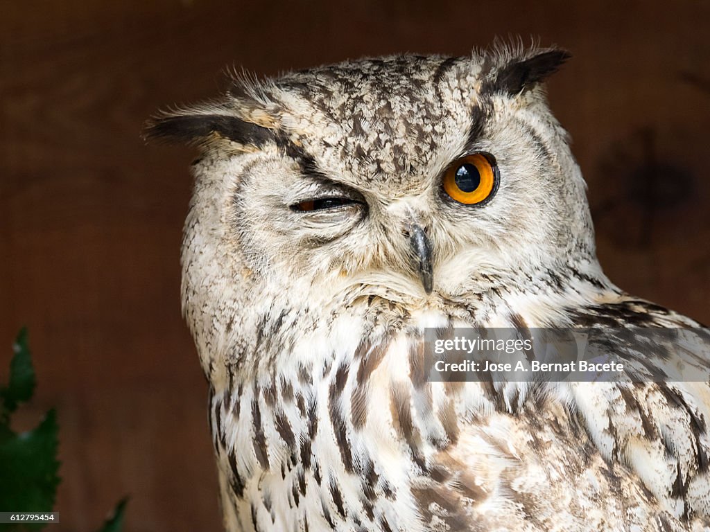 Indian eagle owl portrait (bubo bengalensis),looking at the camera with one eye closed. Pyrenees, France.