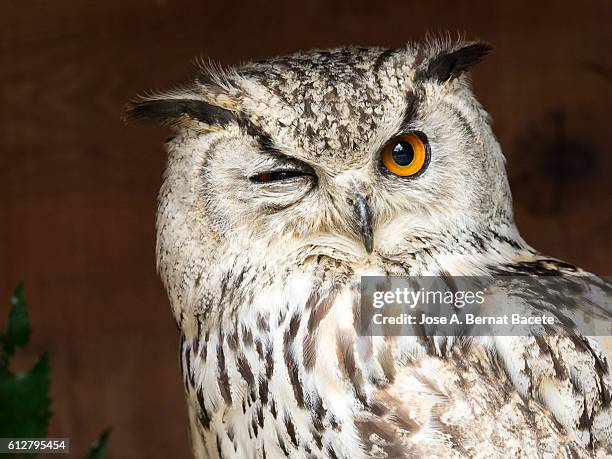 indian eagle owl portrait (bubo bengalensis),looking at the camera with one eye closed.   pyrenees, france. - owl stock pictures, royalty-free photos & images