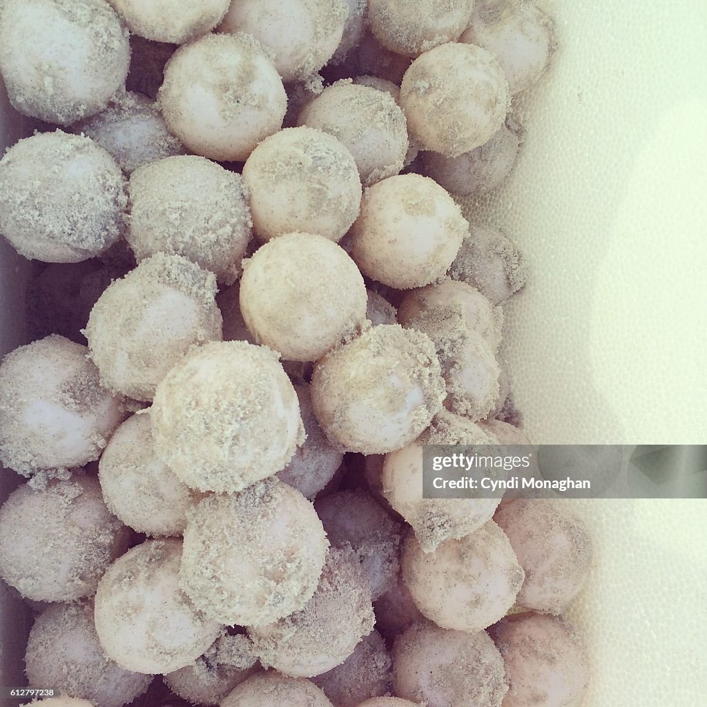 Sea Turtle Eggs