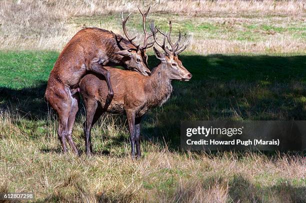 2016 rut. richmond park - accouplement animal photos et images de collection