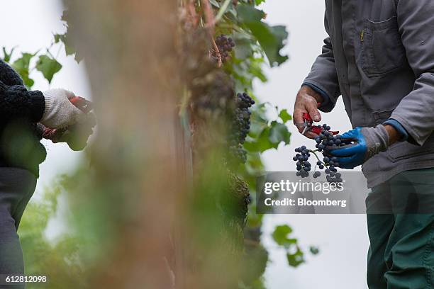 Grape pickers snip fruit from spaetburgunder vines during pinot noir harvest on the Weingut Friedrich Becker Estate vineyard in Schweigen, Germany,...