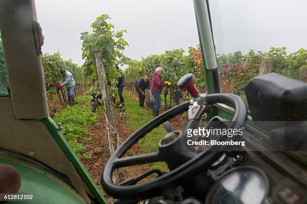 Grape pickers work in the spaetburgunder vines during pinot noir harvest on the Weingut Friedrich Becker Estate vineyard in Schweigen, Germany, on...