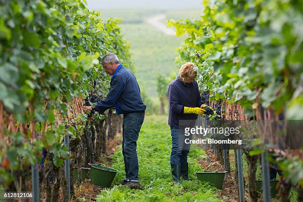 Grape pickers work in the spaetburgunder vines during pinot noir harvest on the Weingut Friedrich Becker Estate vineyard in Schweigen, Germany, on...