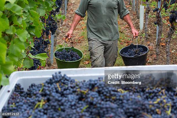 Grape picker carries buckets of spaetburgunder grapes during pinot noir harvest on the Weingut Friedrich Becker Estate vineyard in Schweigen,...