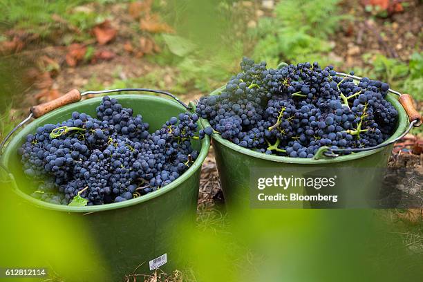 Bunches of spaetburgunder grapes sit in buckets during pinot noir harvest on the Weingut Friedrich Becker Estate vineyard in Schweigen, Germany, on...