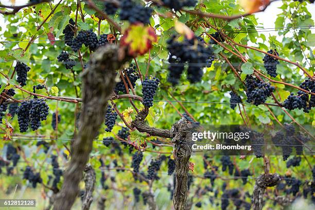 Bunches of spaetburgunder grapes hang from vines during pinot noir harvest on the Weingut Friedrich Becker Estate vineyard in Schweigen, Germany, on...