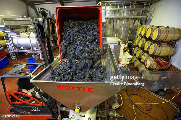 Forklift truck empties a crate of spaetburgunder grapes into a grape crushing machine, manufucatured by Wottle GmbH, during pinot noir wine...