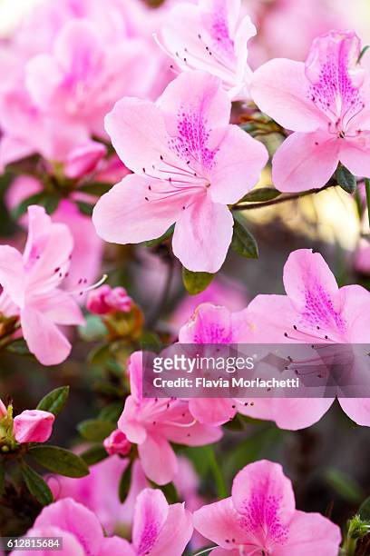 pink azalea flowers - azaleas stock-fotos und bilder