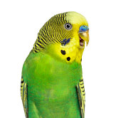 Close-up of Budgie with beak open on white background