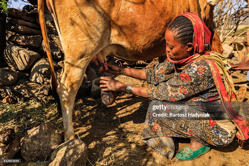 Afrikanische Frau melkt eine Kuh, Äthiopien, Afrika